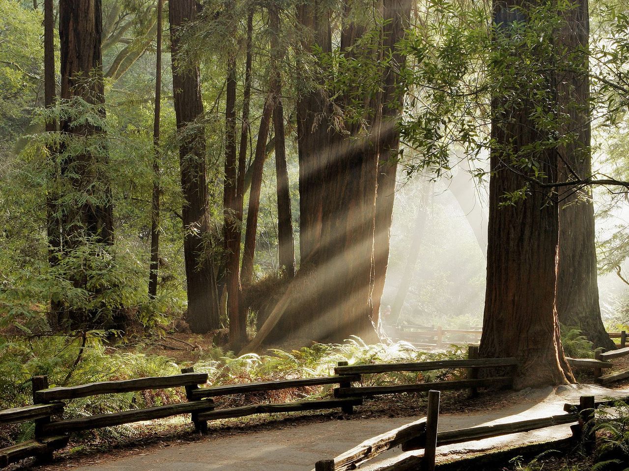 Foto: Muir Woods National Monument, Marin County, California