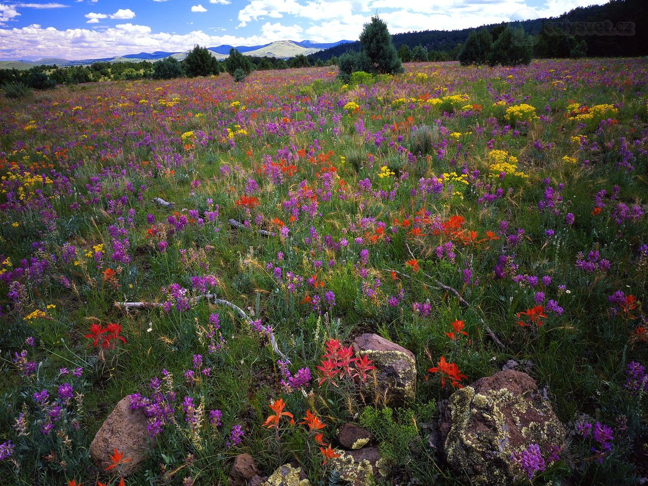 Foto: Field Of Locoweed, Paintbrush And Gold Flower, Apache Sitgreaves National Forest, Arizona