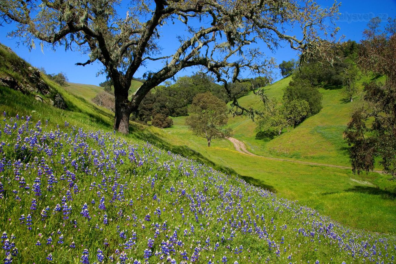 Foto: Lupines In The Santa Lucia Range, California