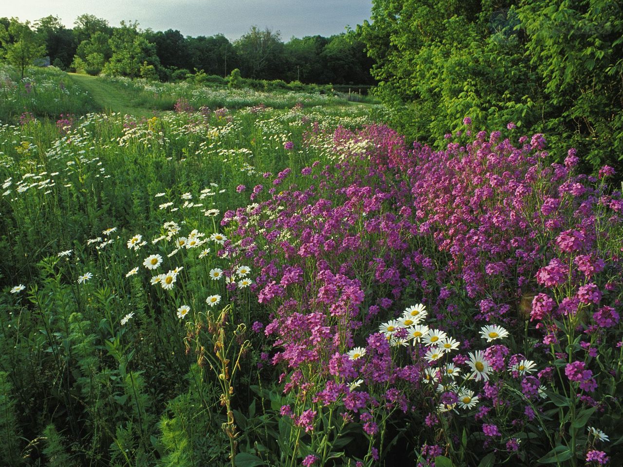 Foto: Summer Wildflowers, Kentucky