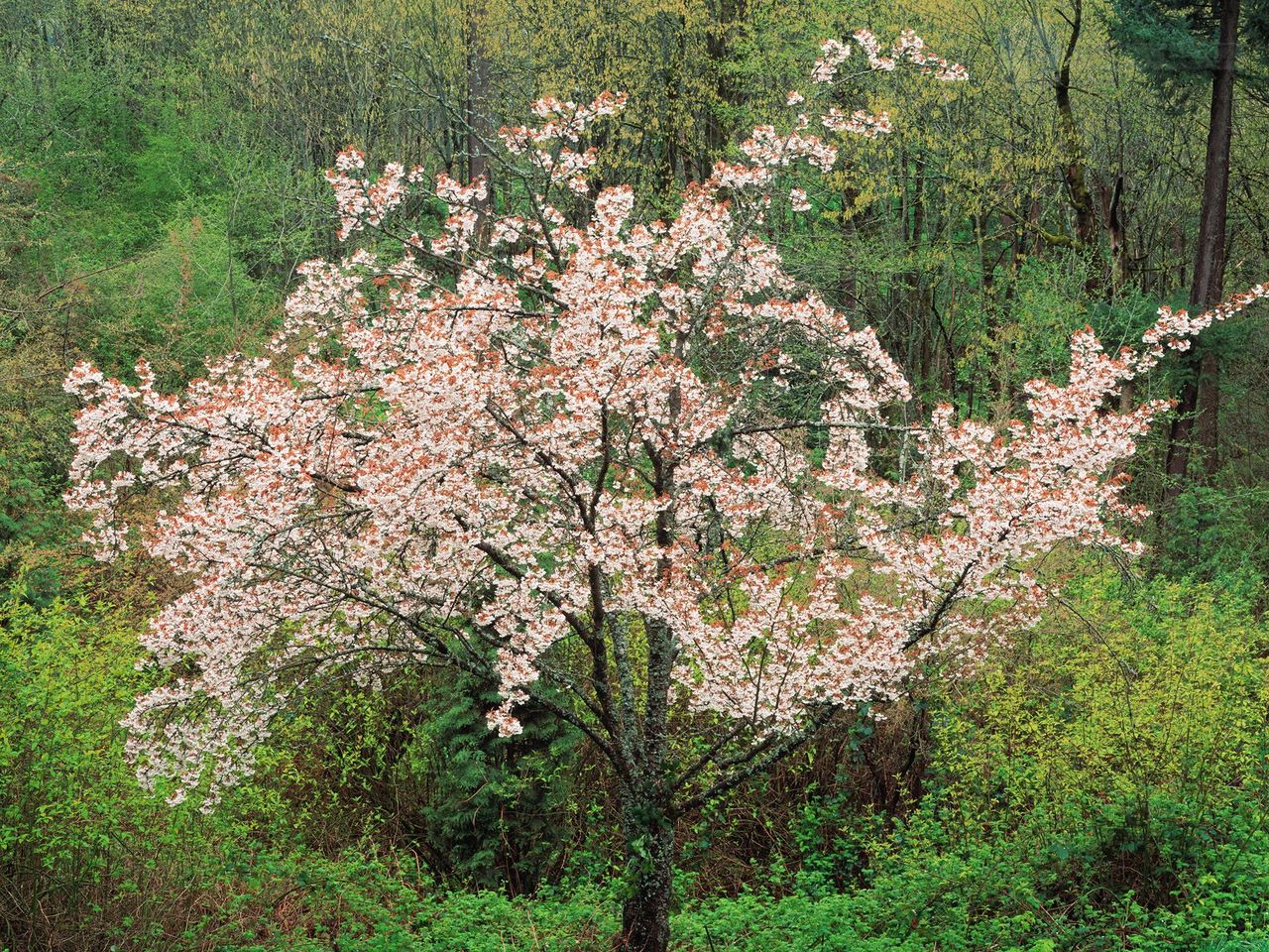 Foto: Blooming Cherry Tree, Hoyt Arboretum, Portland, Oregon