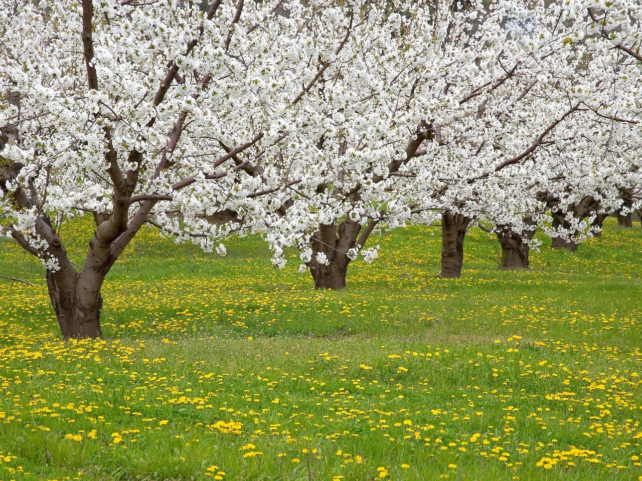 Foto: Blossoming Fruit Trees, Mosier, Oregon