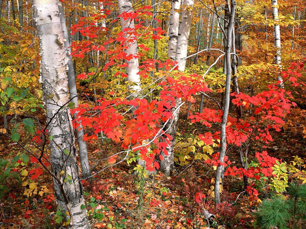 Foto: Maples, Ash, And Birch Trees In Autumn, Vermont