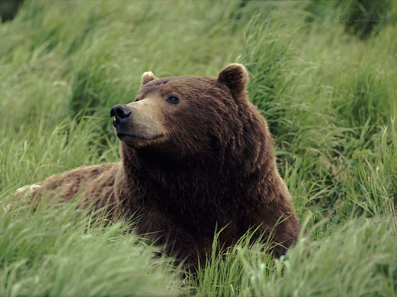 Foto: Grizzly Bear, Near Mcneil River, Alaska