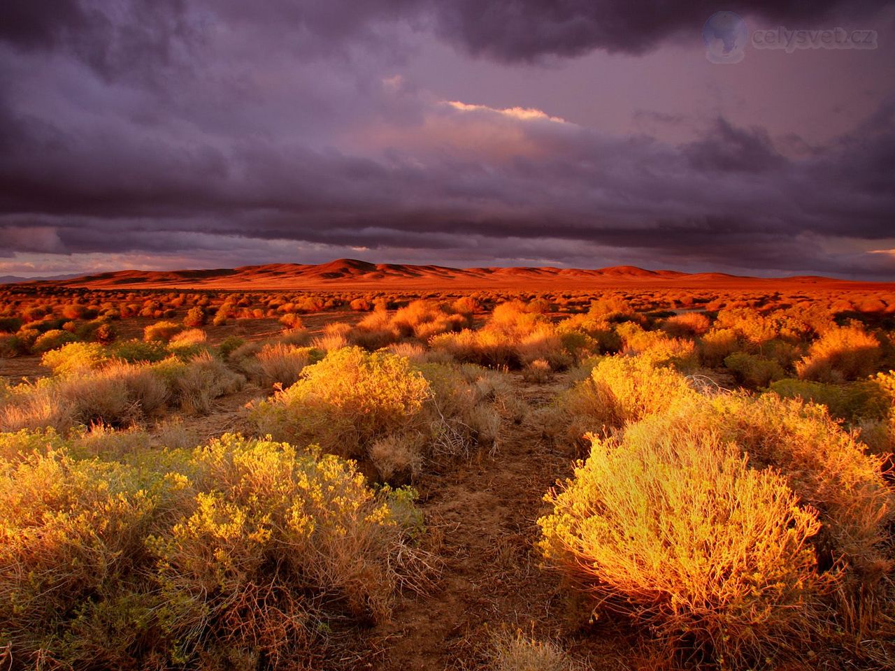 Foto: Antelope Valley Poppy Reserve, California