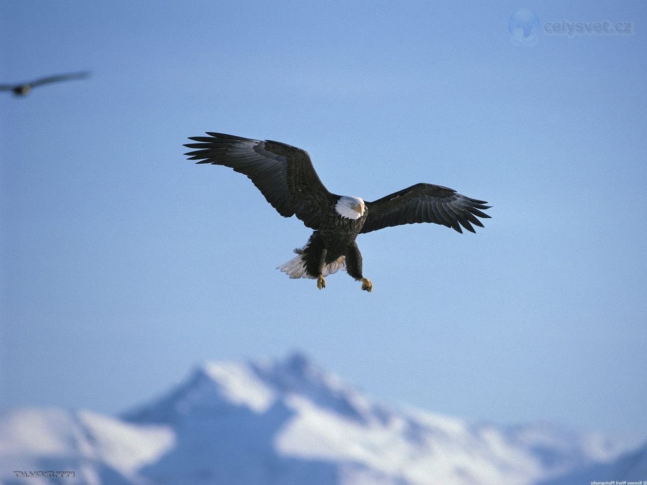 Foto: A Perfect Landing, Bald Eagle, Alaska