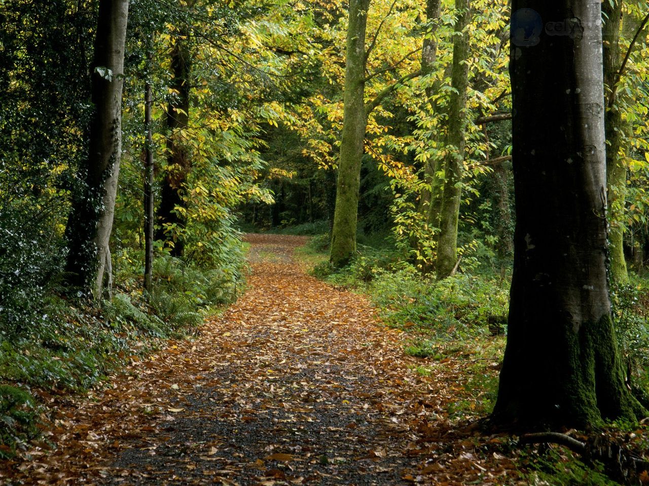 Foto: Peaceful Path, Ireland