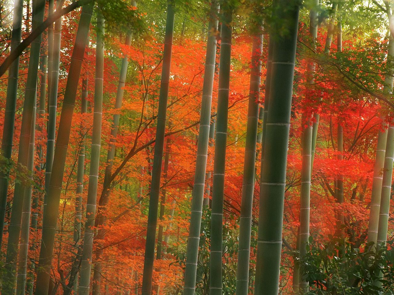 Foto: Bamboo Forest, Arashiyama Park, Kyoto, Japan