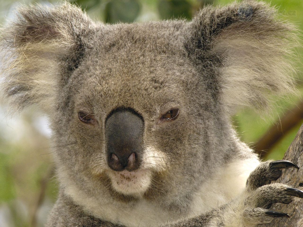 Foto: Koala Portrait, Lone Pine Koala Sanctuary, Brisbane, Australia