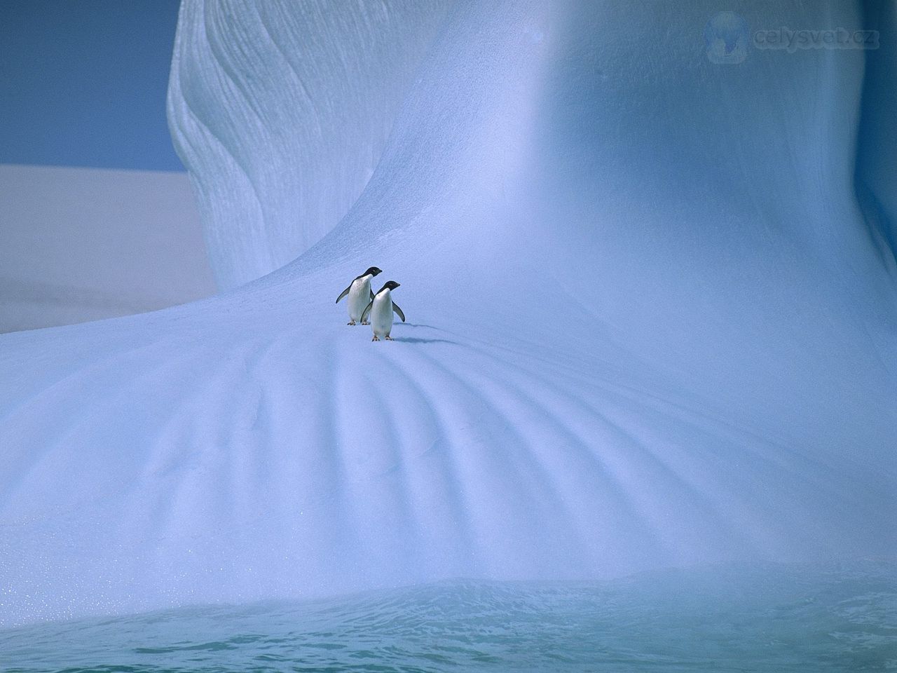 Foto: Adelie Penguins, Antarctica