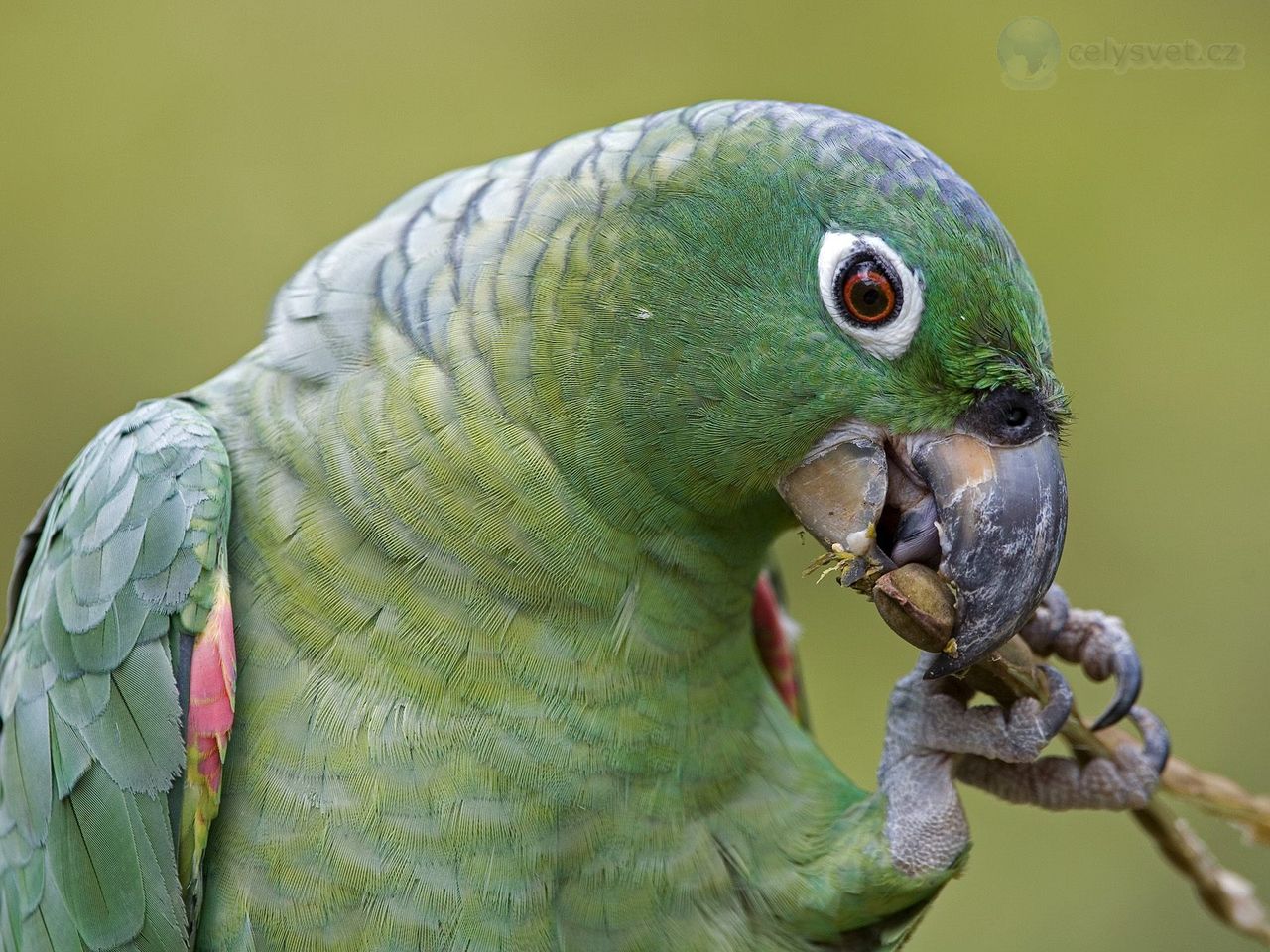 Foto: Mealy Parrot, Amazon Rainforest, Peru