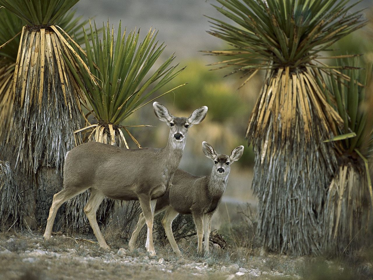 Foto: Mule Deer Amid Yucca, Chihuahuan Desert, Mexico