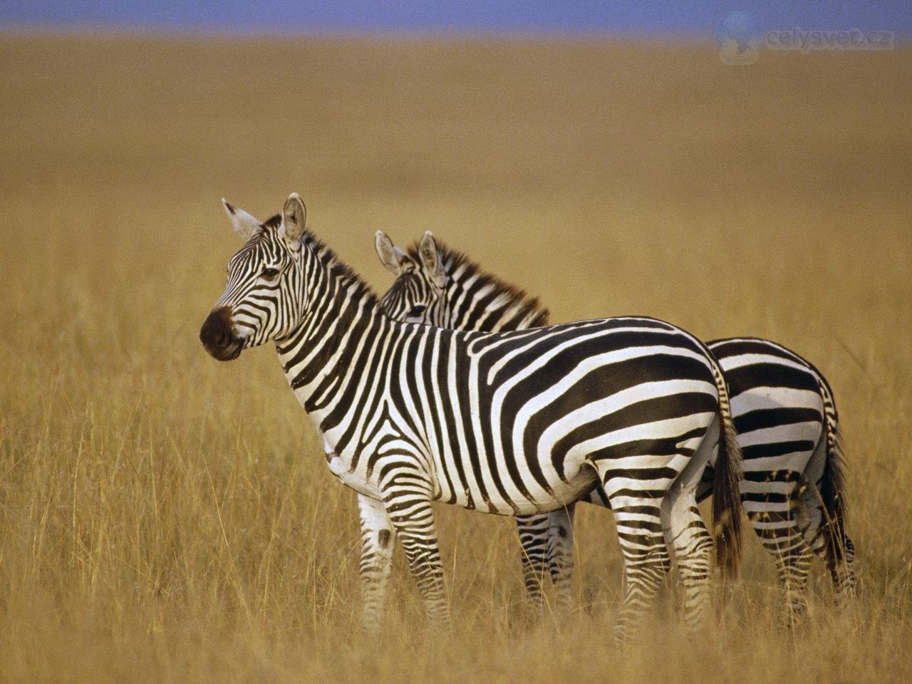 Foto: Pair Of Burchells Zebra On The Savannah, Masai Mara Reserve, Kenya