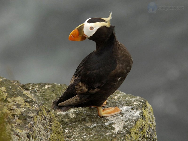 Foto: Tufted Puffin, Pribilof Islands, Alaska