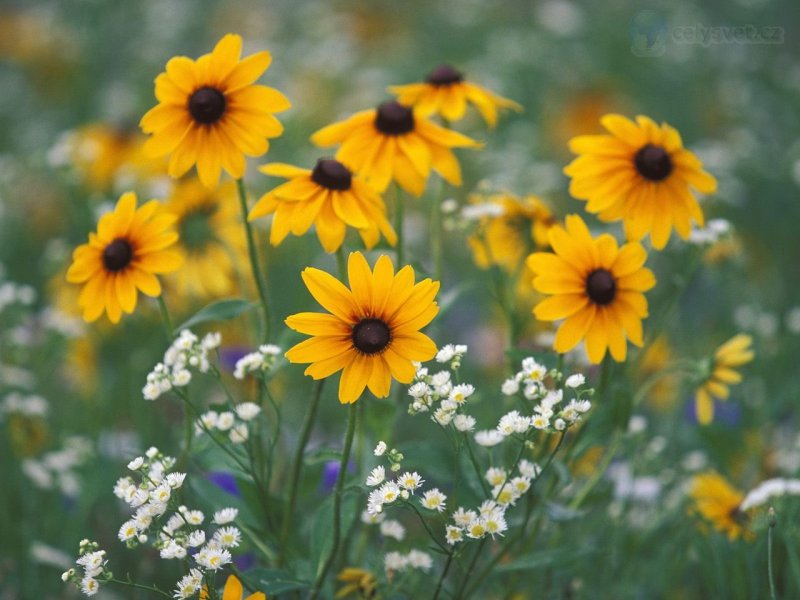 Foto: Black Eyed Susans And Daisy Fleabane Flowers, Kentucky