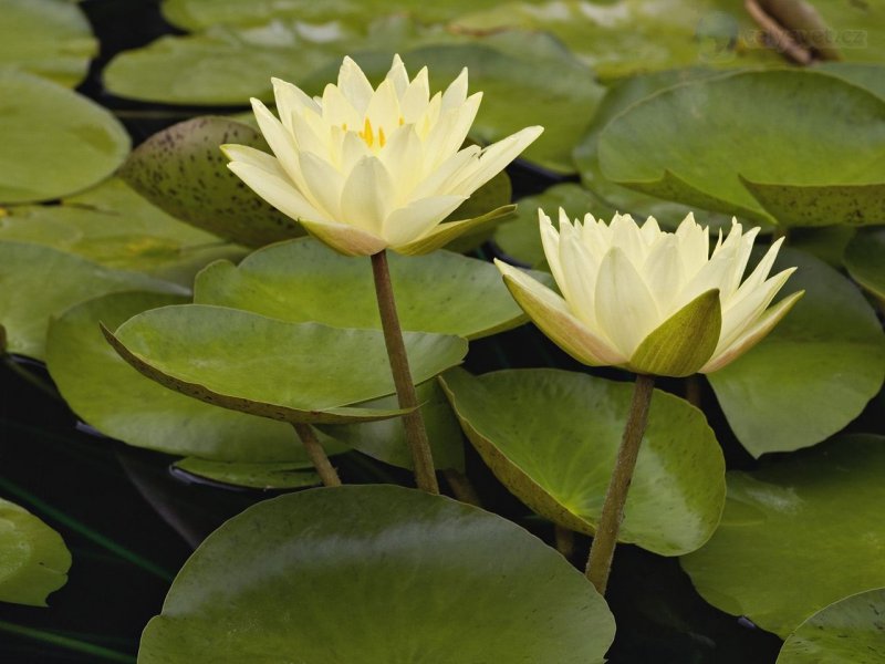 Foto: Hybrid Waterlilies, White River Gardens State Park, Indianapolis, Indiana