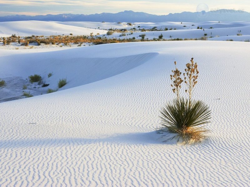 Foto: Soaptree Yucca Growing In Gypsum Sand, White Sands National Monument, New Mexico