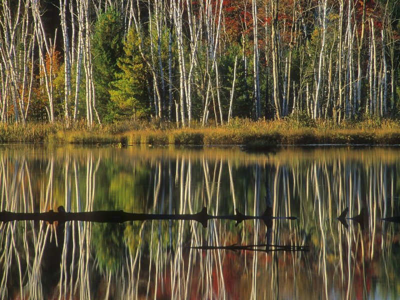 Foto: Birch Reflections, Council Lake, Hiawatha National Forest, Alger County, Michigan