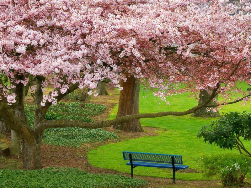 Foto: Cherry Tree, Evergreen Park, Bremerton, Washington