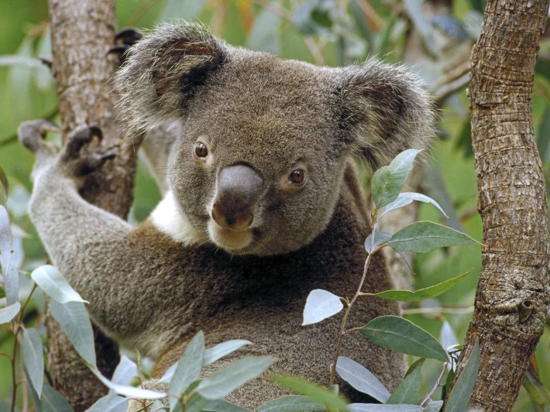 Foto: Koala In Eucalyptus Tree, Australia