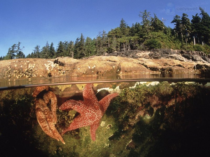 Foto: Starfish In A Tide Pool, Canada