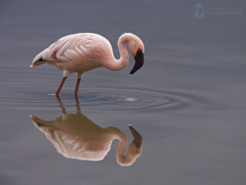 Foto: Lesser Flamingo, Lake Nakuru National Park, Kenya