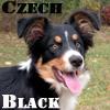 Chovatelska stanice ps: CZECH BLACK