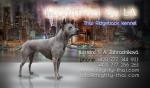 Chovatelska stanice psů: MIGHTYTHAI BY LA